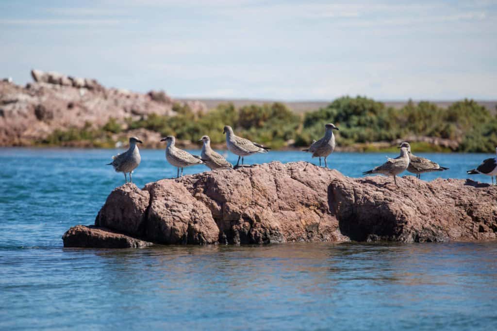 Puerto Deseado, Patagonie, Conociendo Nuestra Casa