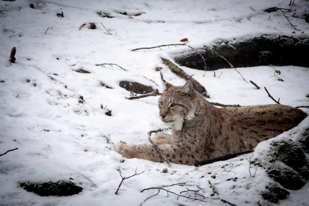 Allemagne, voyage, Harz, nature, colombage, parc, réserve, train à vapeur