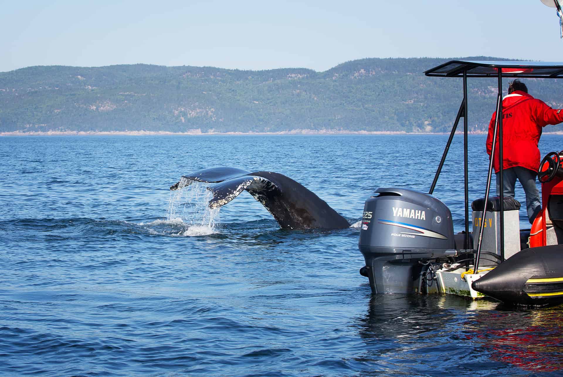 baleines tadoussac