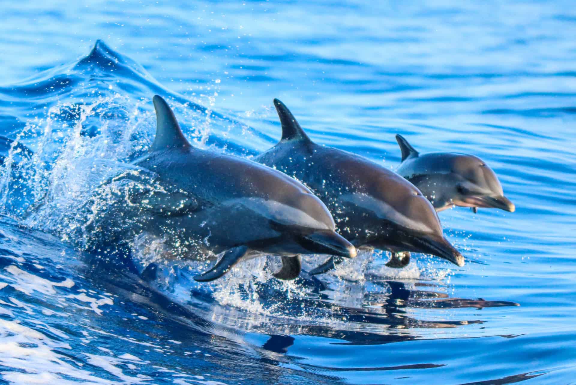 dauphins que faire a algarve