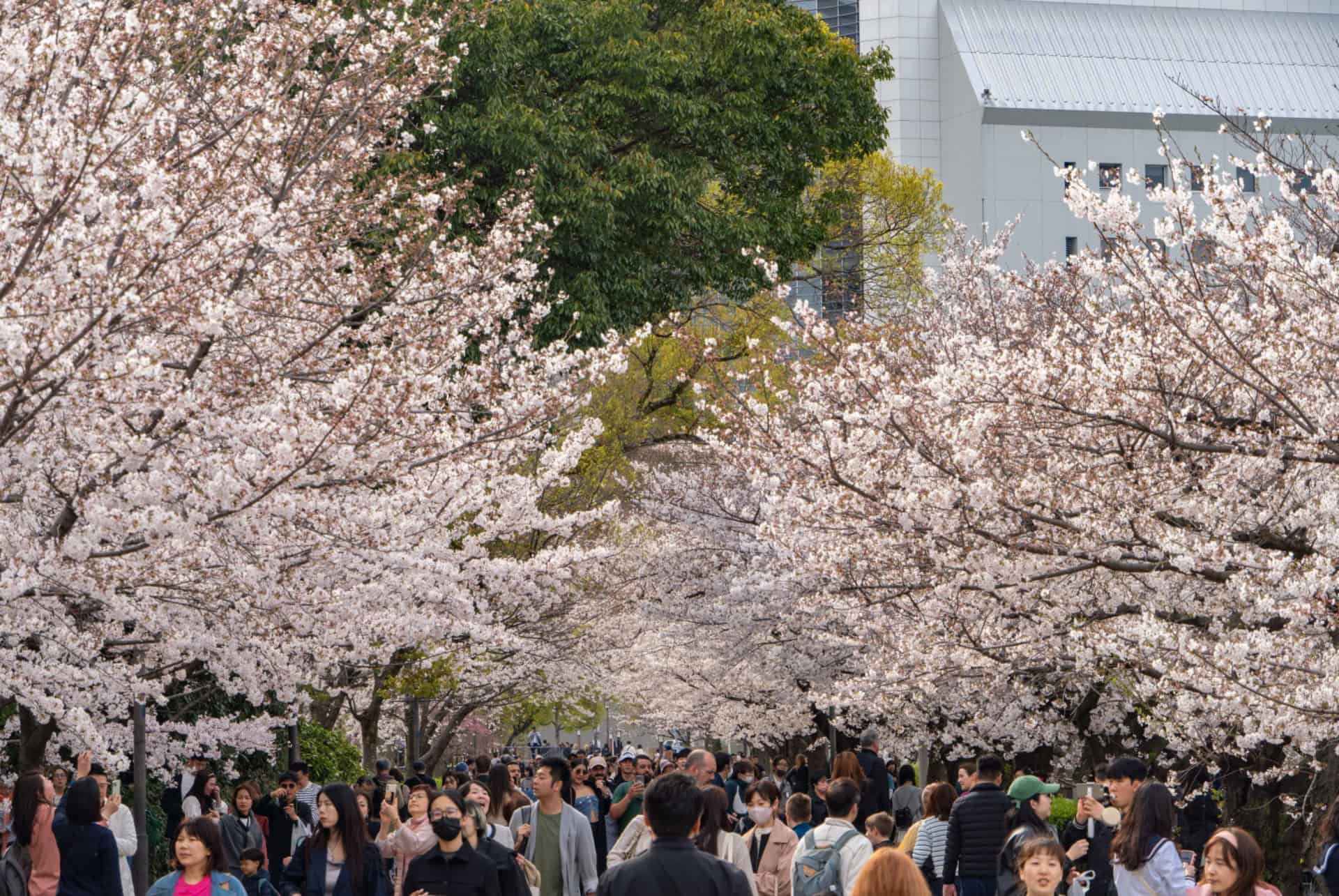 cerisiers en fleurs a osaka
