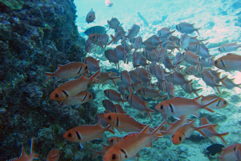 Plongée guidée à Santa Maria