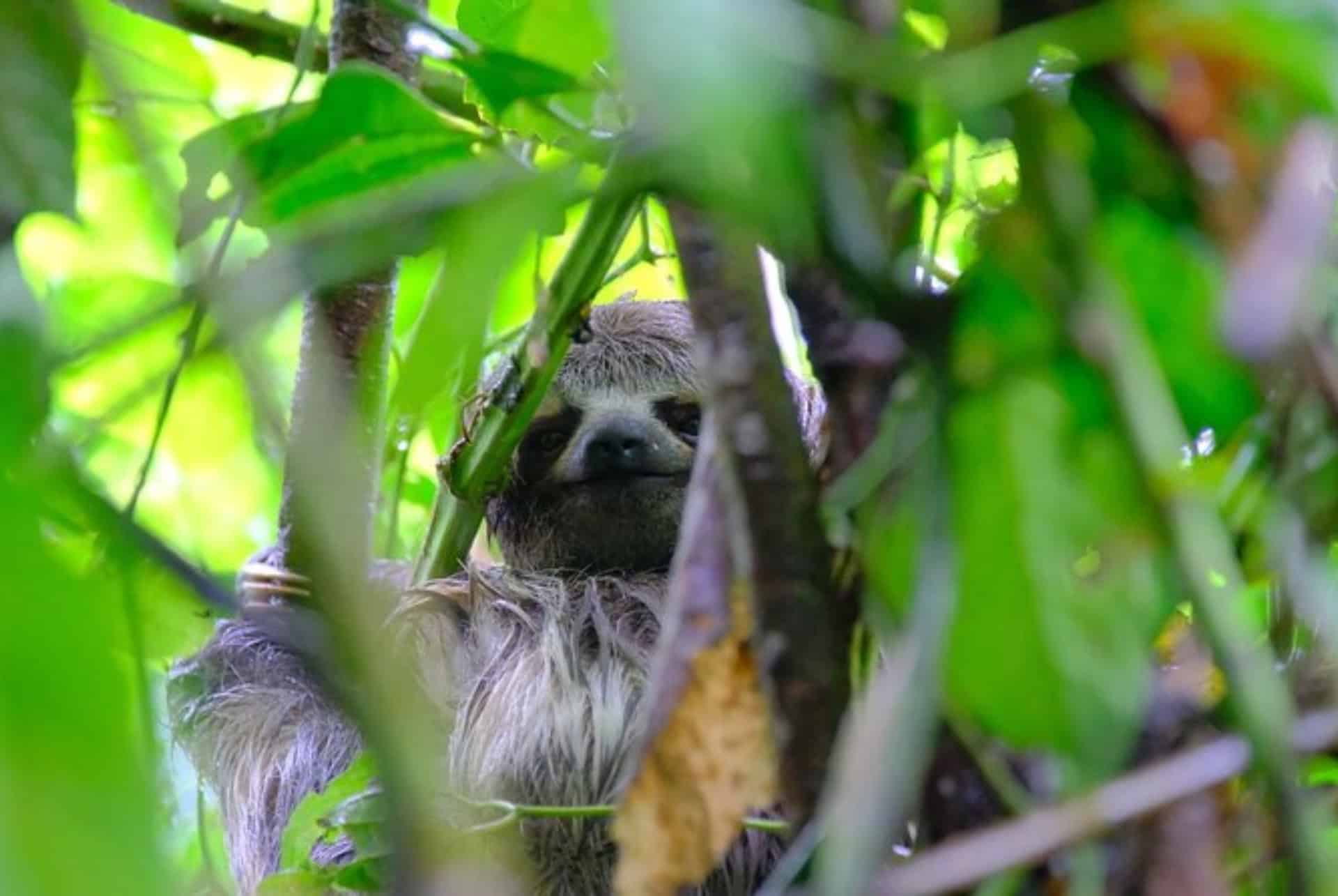 treck foret amazonienne