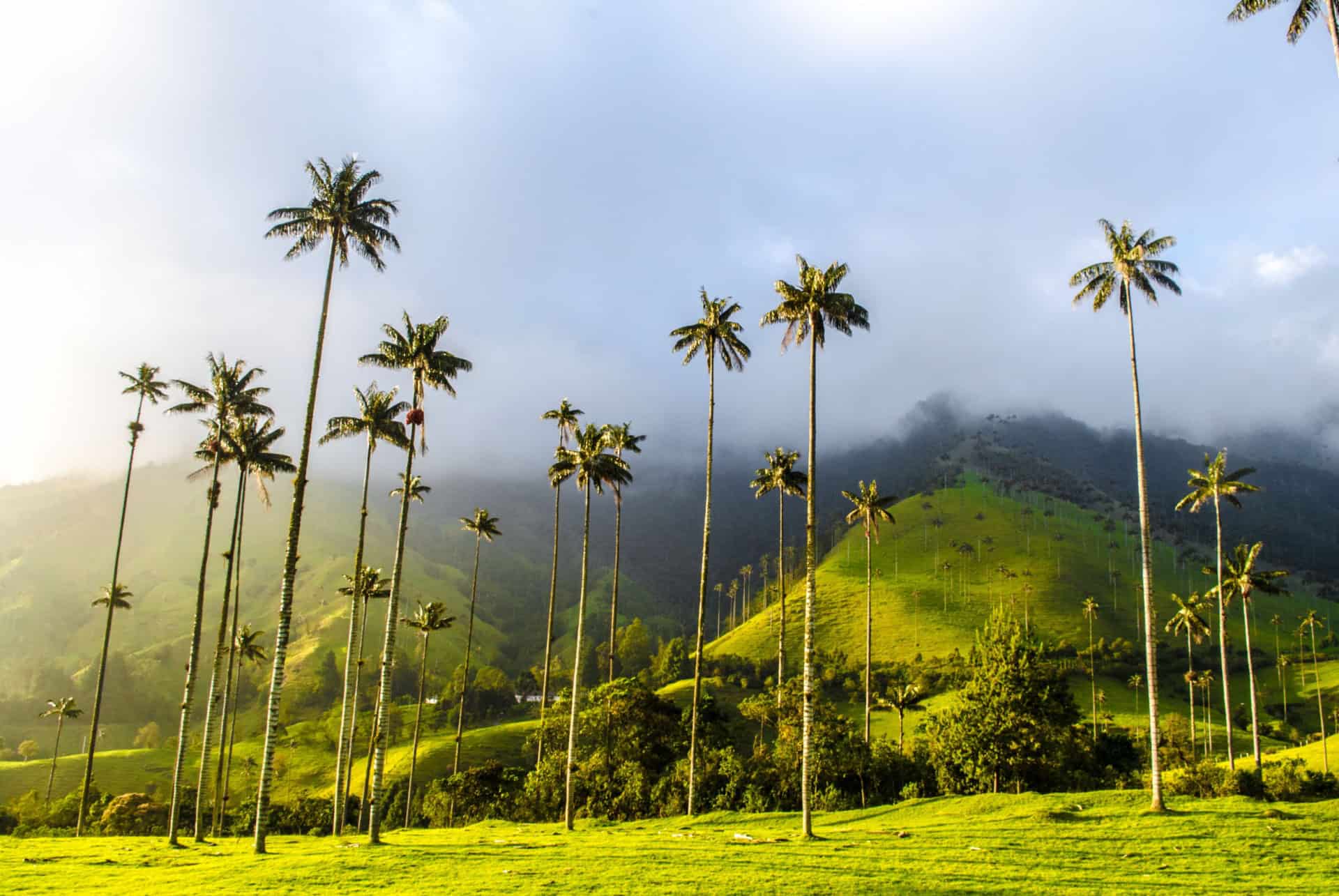 vallee de la cocora colombie