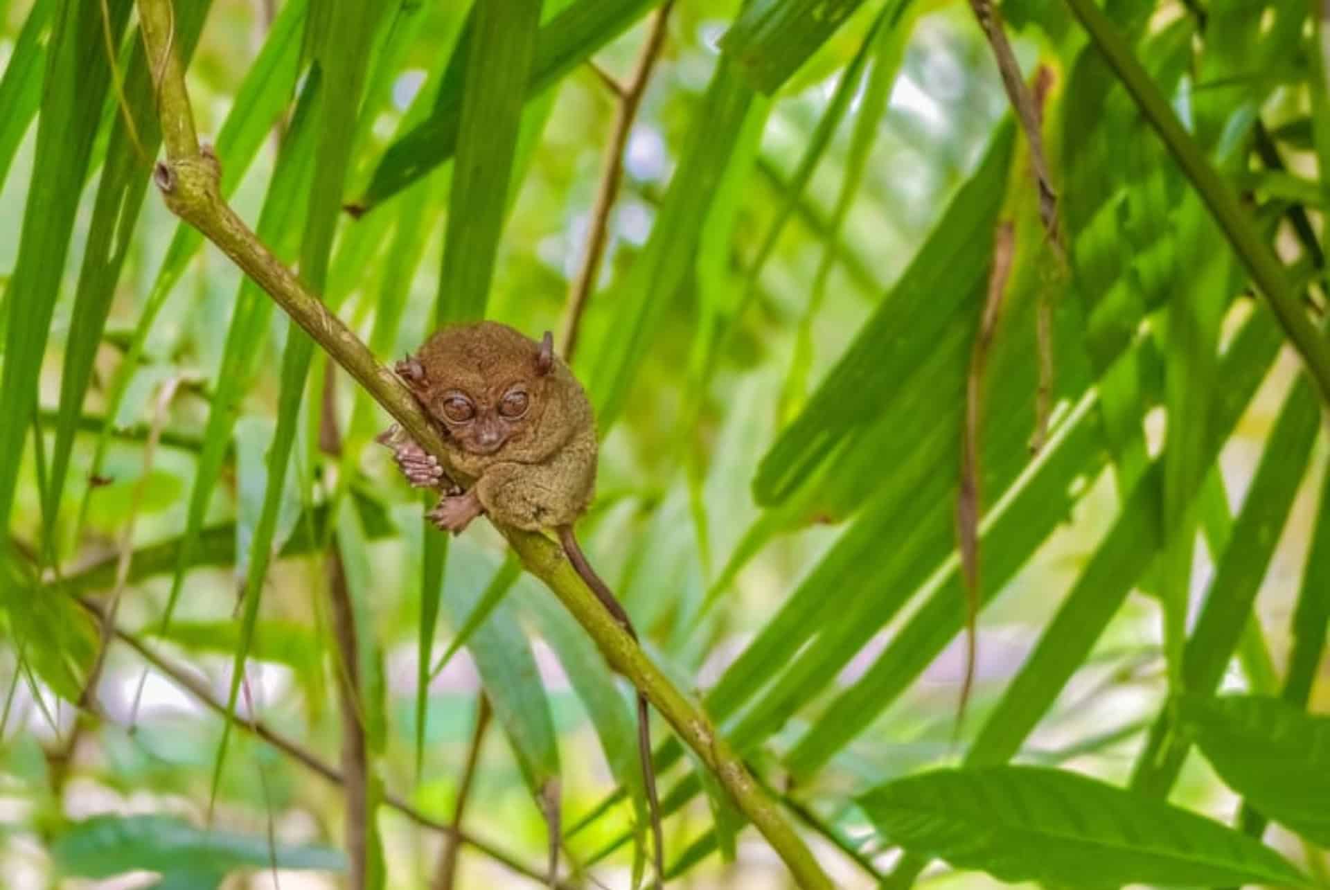 sanctuaire des tarsiers