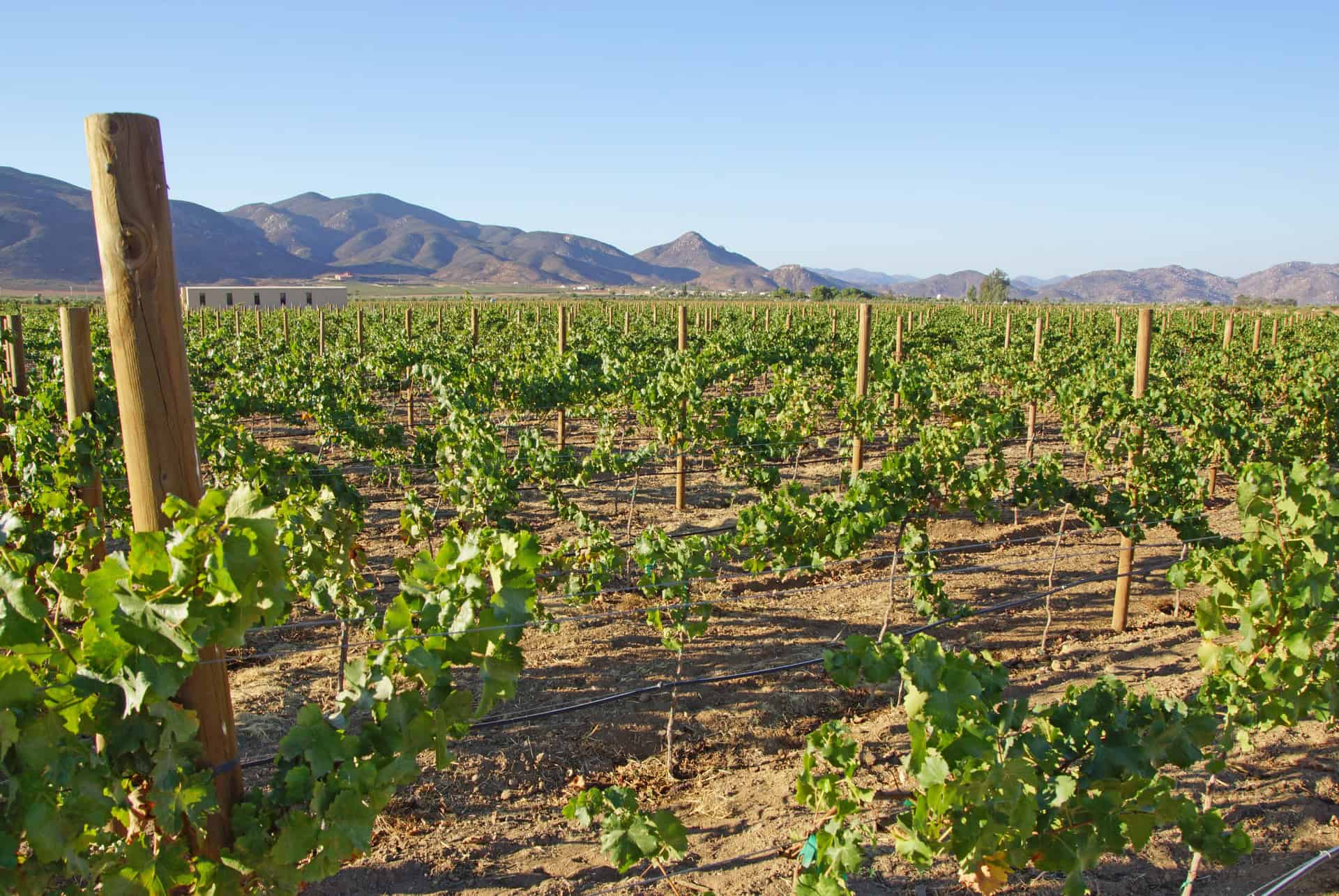 vignoble de basse californie