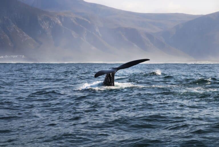 Observation des baleines en bateau