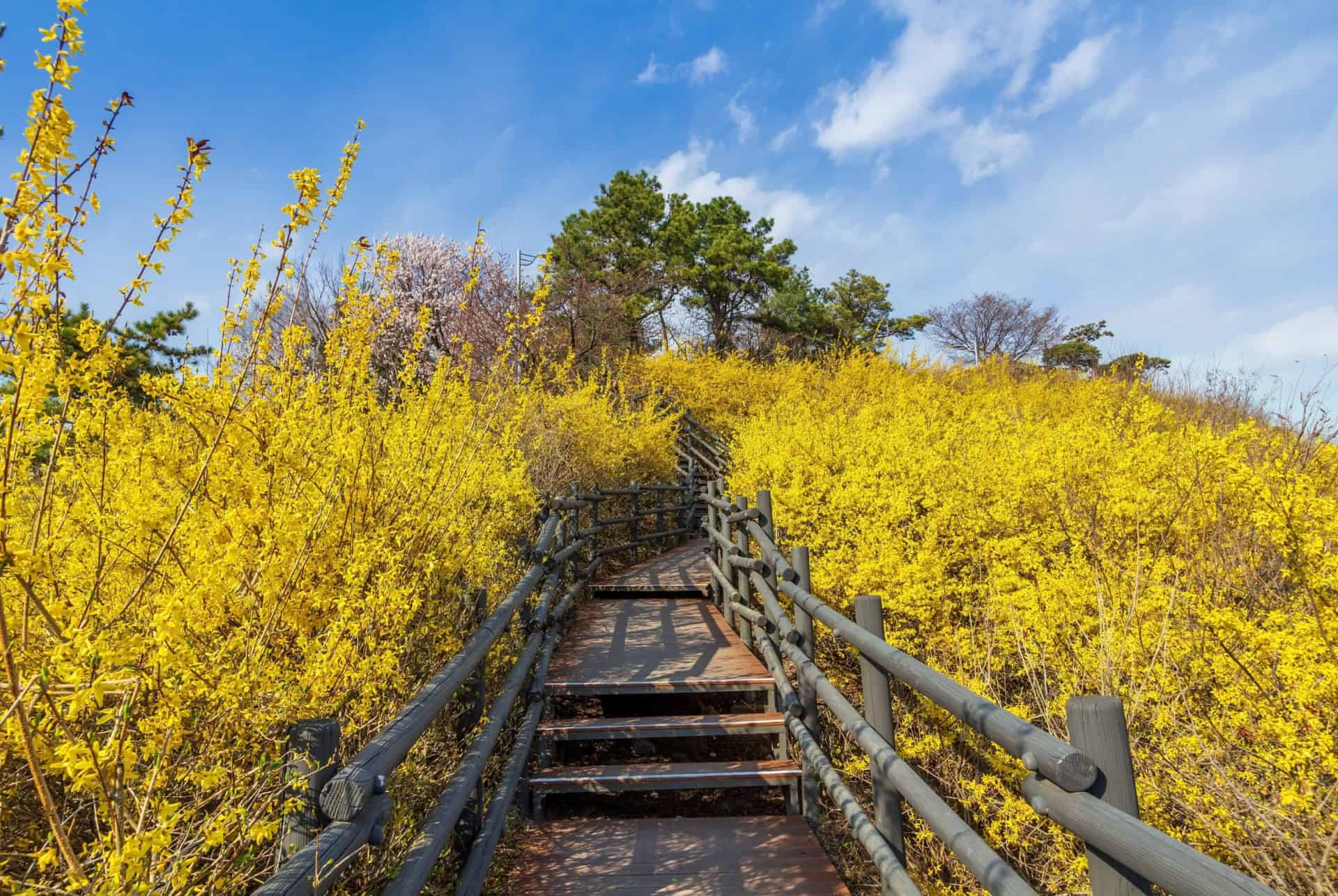 forsythias a eugbongsan au printemps