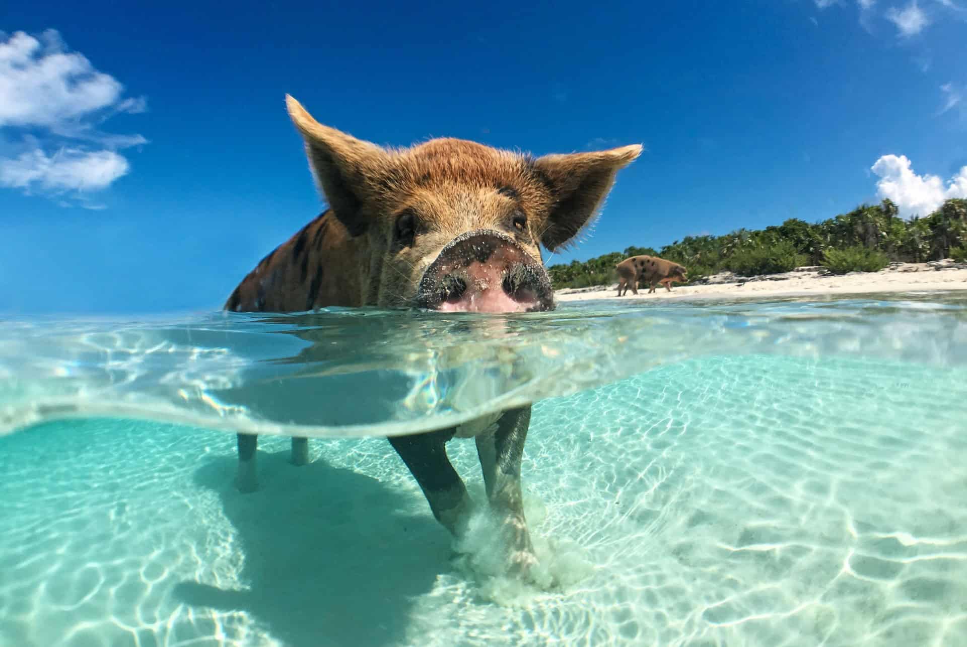 cochon sauvage exuma cays