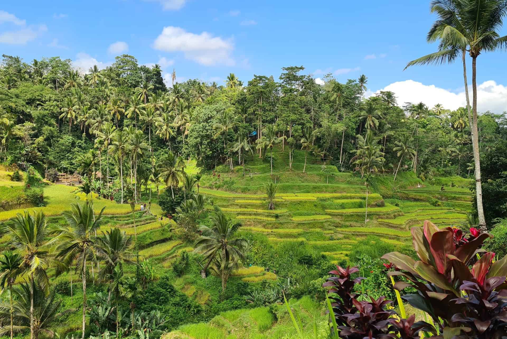 rizieres de tegallalang