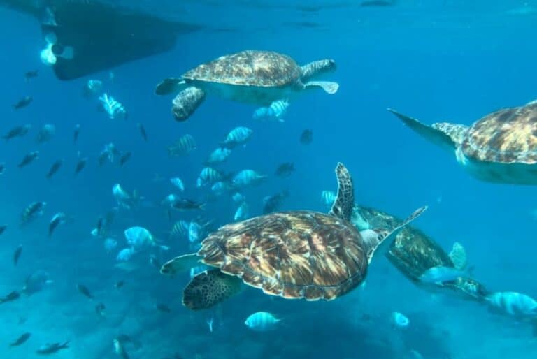 Snorkeling et nage avec les tortues