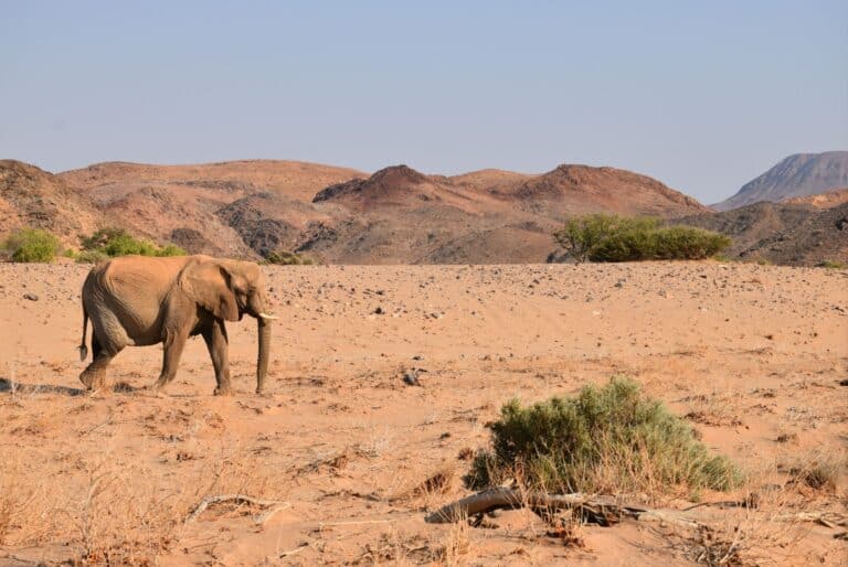 Excursion dans le Damaraland