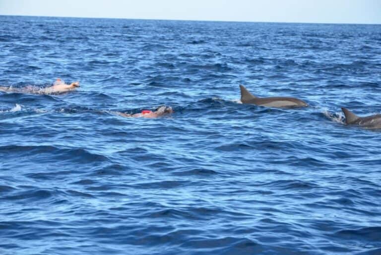 Excursion de plongée et nage avec les dauphins
