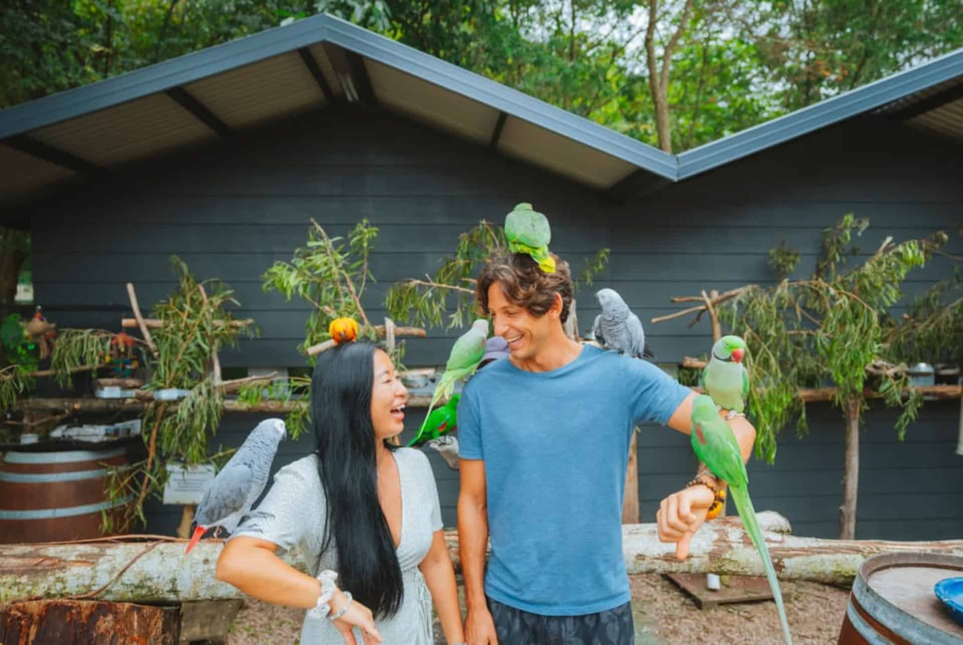 maleny garden perroquets