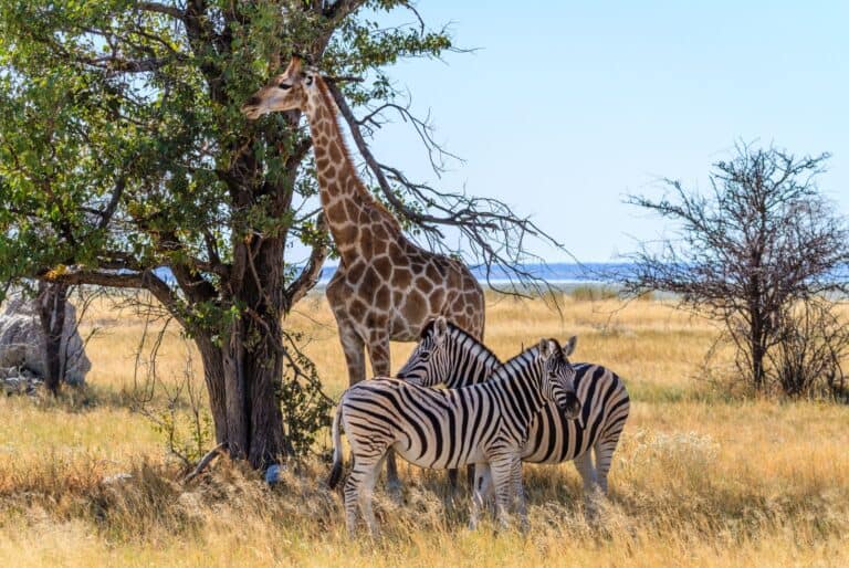 Safari dans le Parc d'Etosha