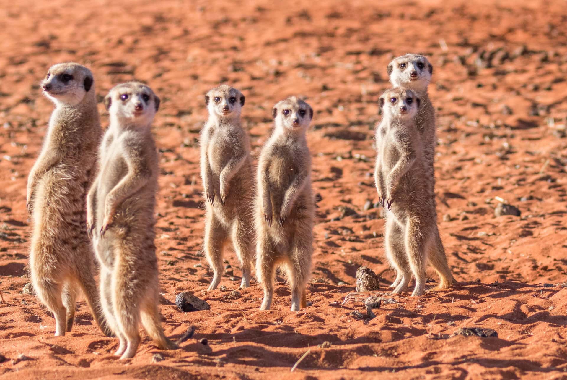 suricates namibie