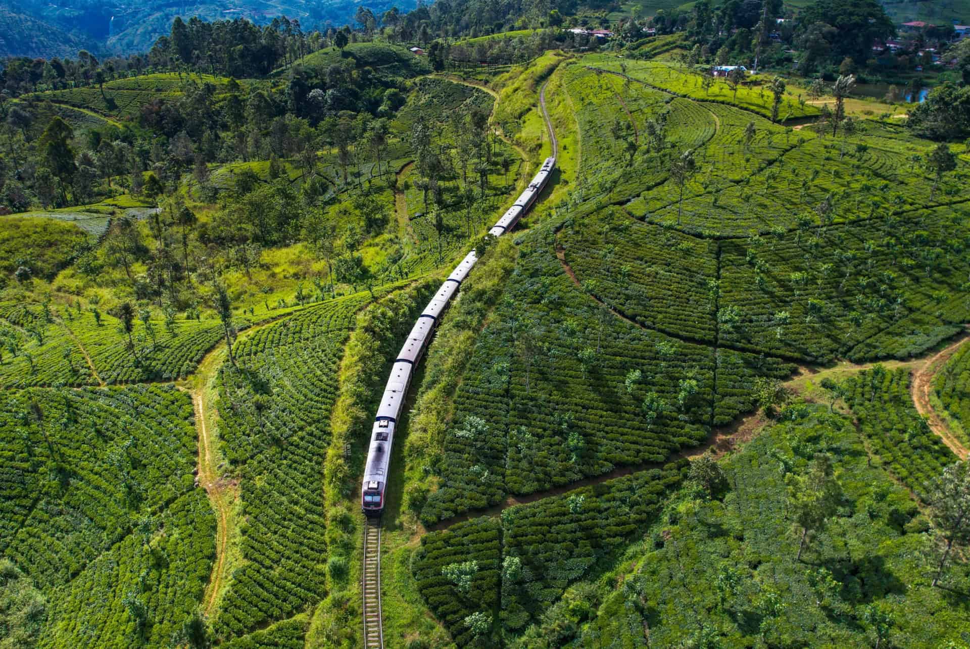 plantations de the a ella