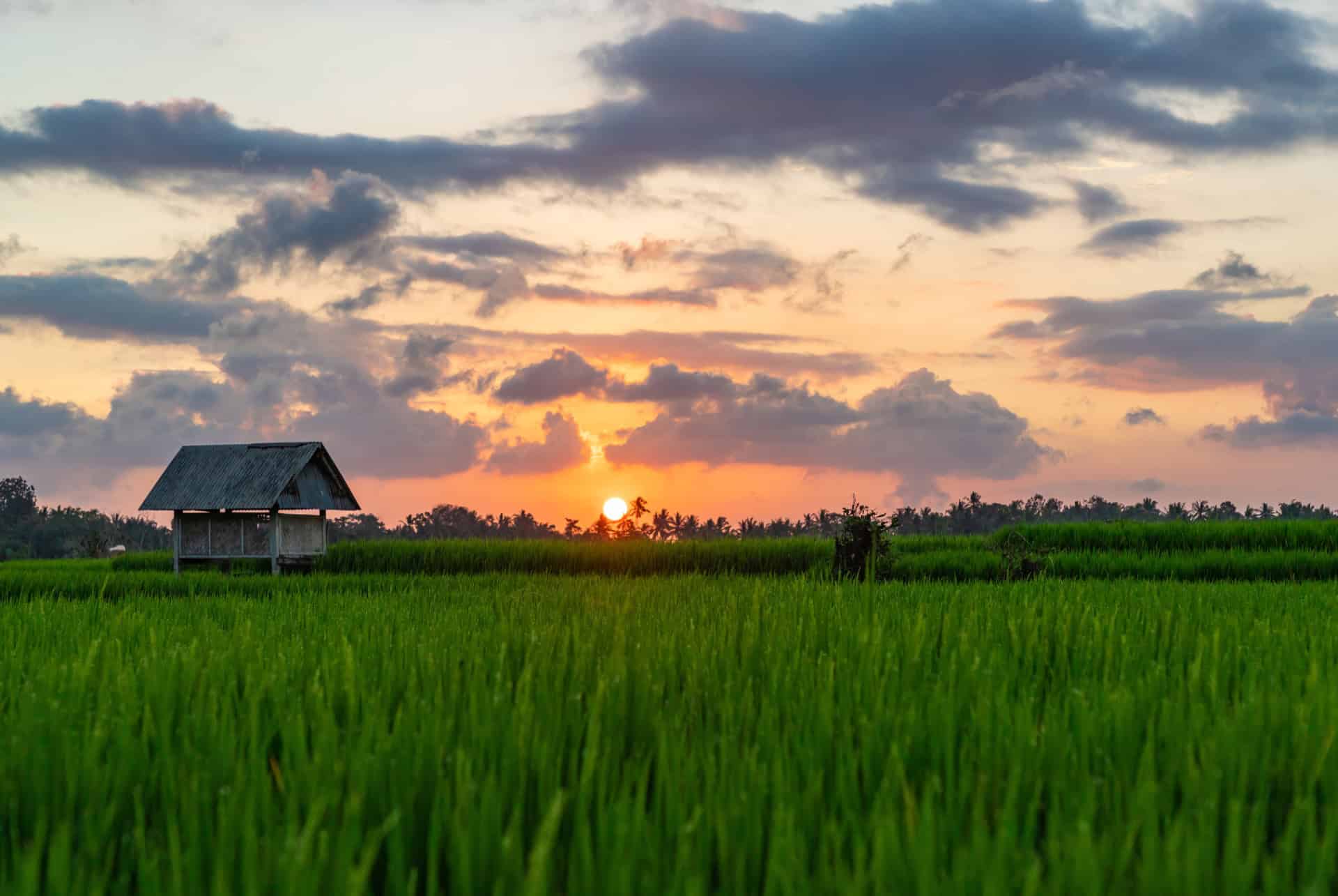 meilleur moment rizieres