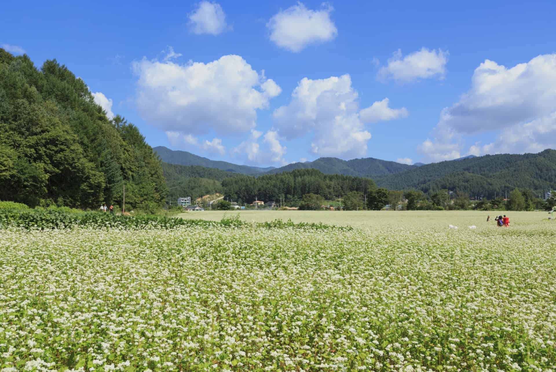 ou partir en septembre coree du sud