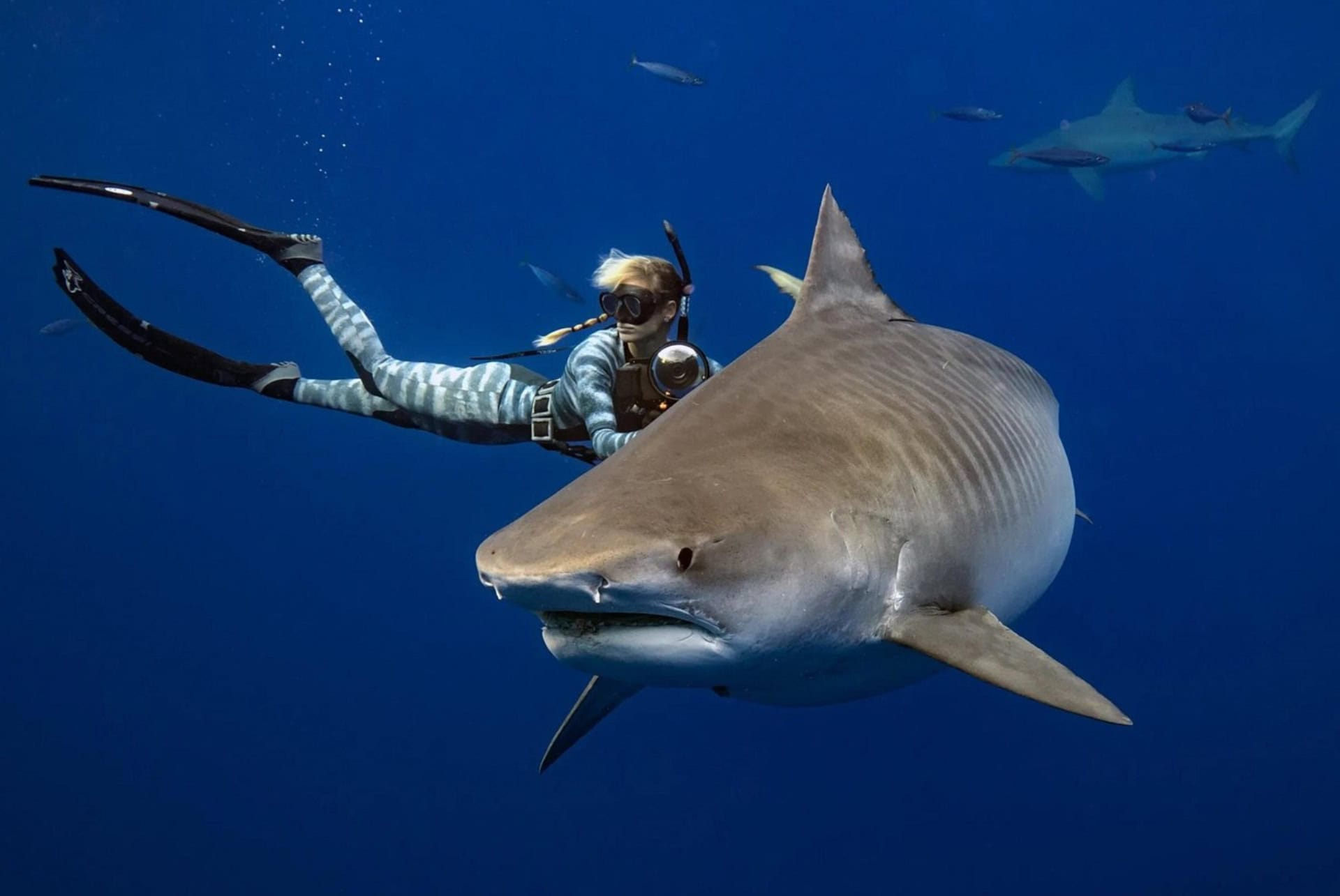 plongee educative avec les requins