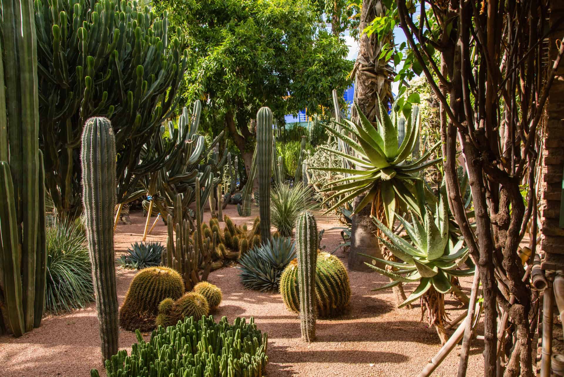 cactus jardin majorelle