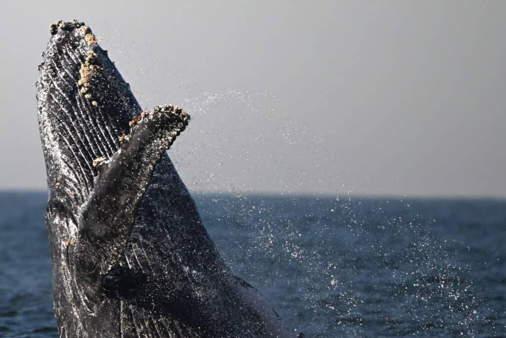 baleines au costa rica