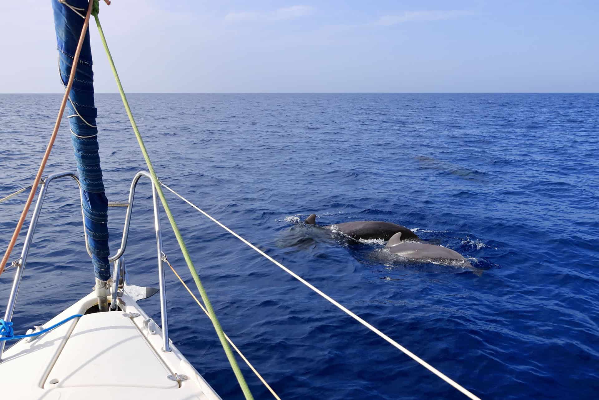 croisiere observation dauphins tenerife