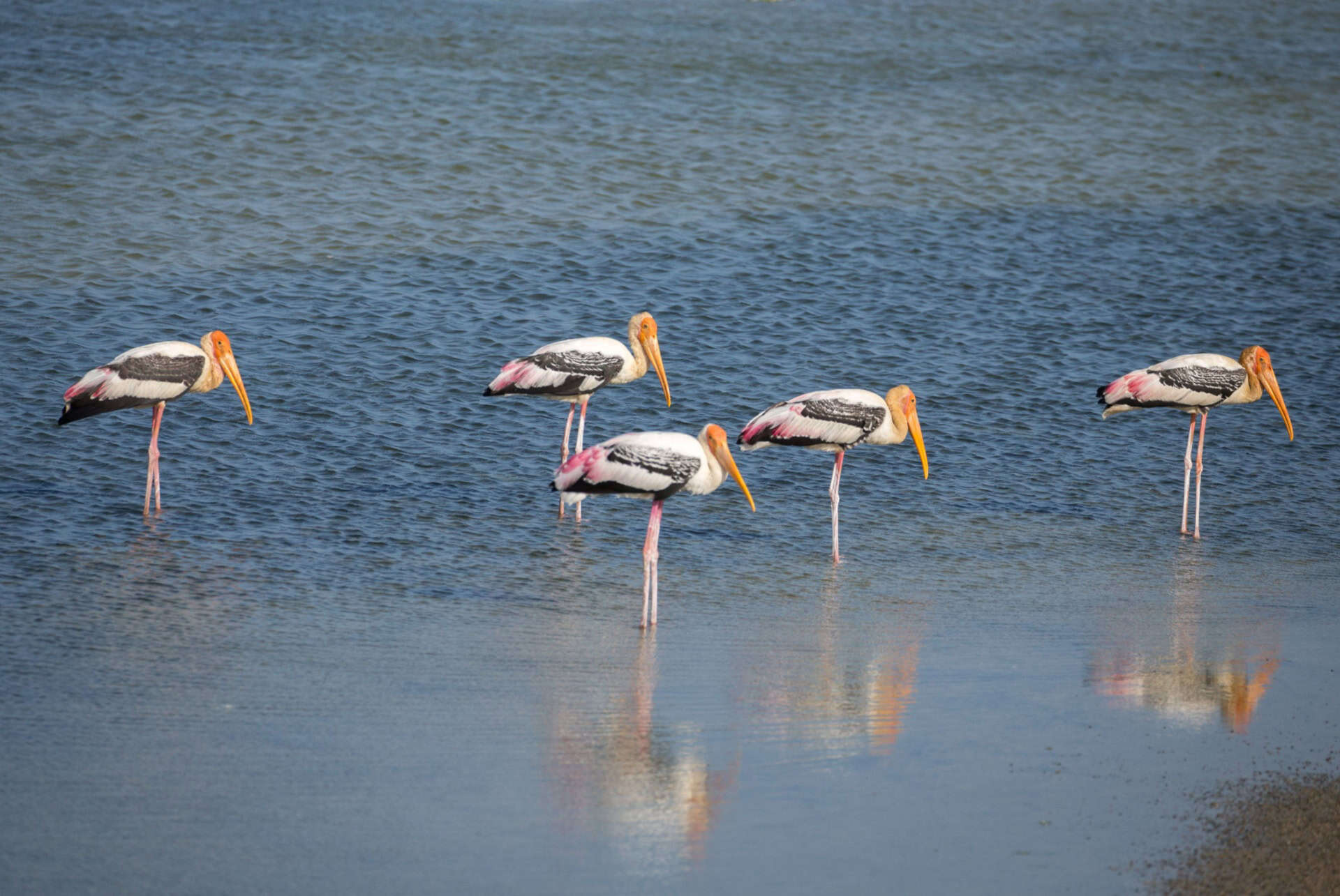 parc bundala flamants roses