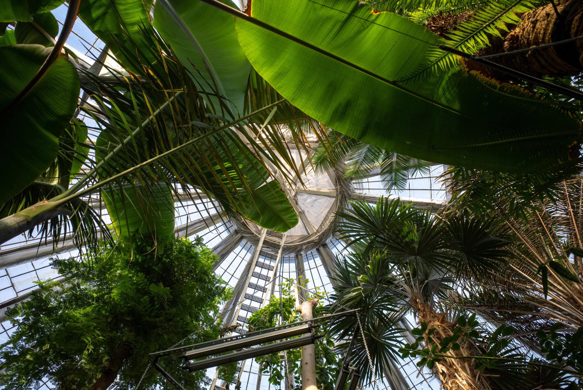 serre aux papillons et palmiers copenhague