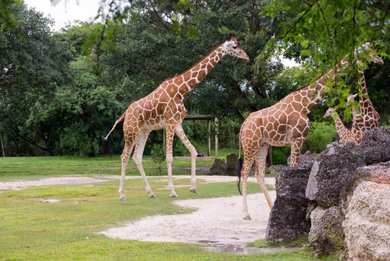 Billet d'entrée au Zoo de Miami
